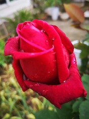 IMG_20200419_110739