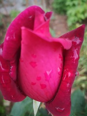 IMG_20200419_110822