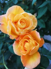 IMG_20190420_061007