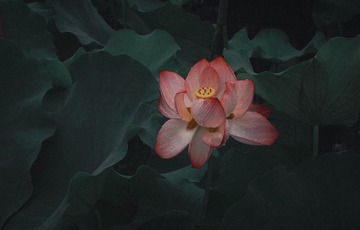 1000023827