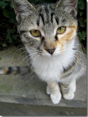 九舍，猫