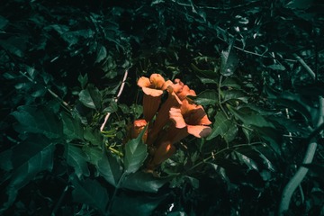1000147556