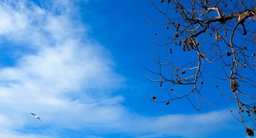 “DSC_0159”为智能对象-1