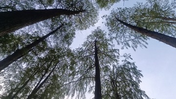 1000045441