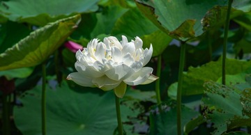 DSC_0085-已增强-降噪