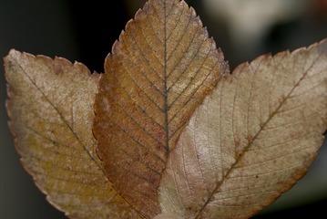 1000103383