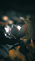 1000042581