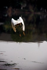 IMGP6375-2