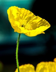 IMGP7978-1