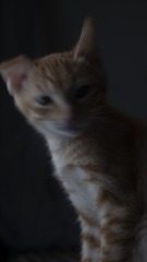 11613