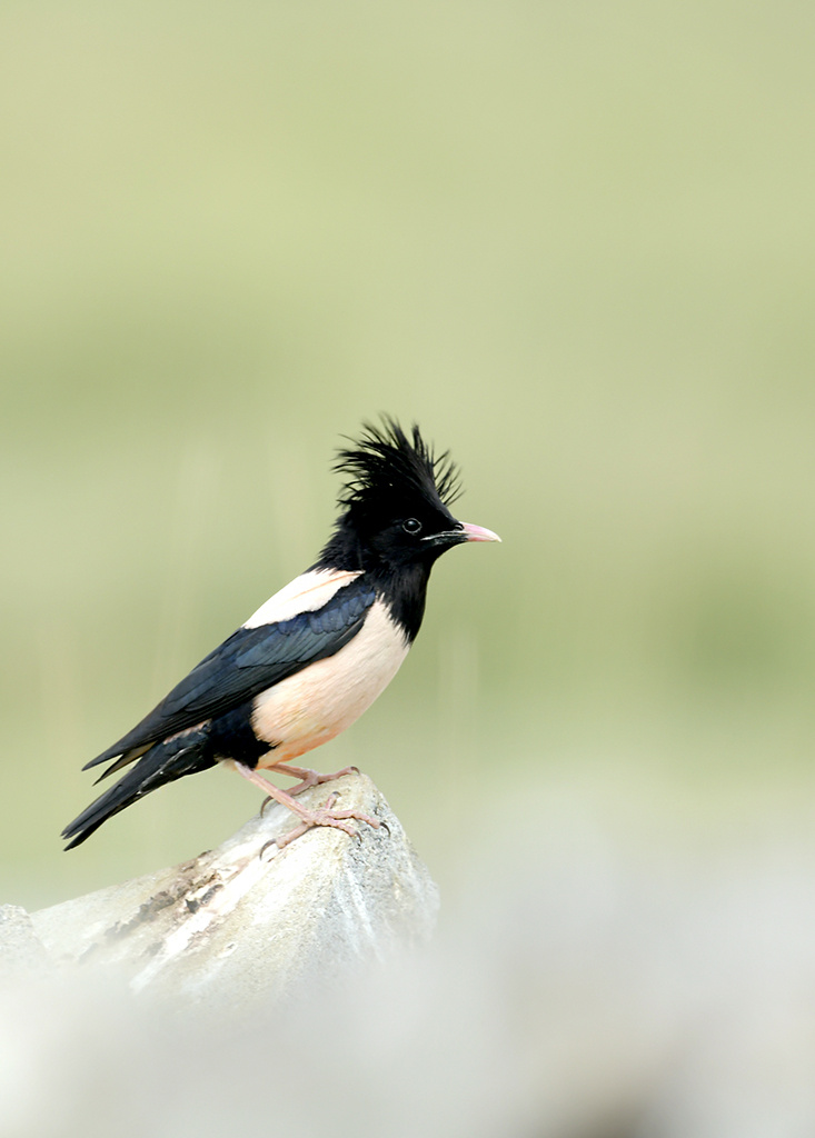 粉红椋鸟