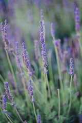 DSCF0579-1