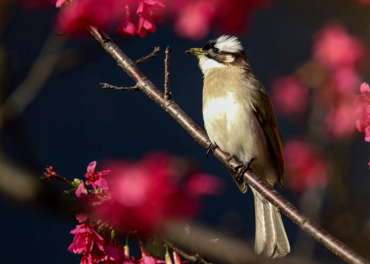 ㄚ英 - 图虫网 - 最好的摄影师都在这