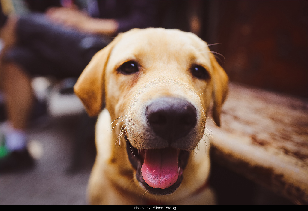 《会笑的拉布拉多犬》