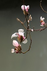 ESS_5726-N-I