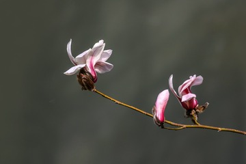 ESS_5740-N-I