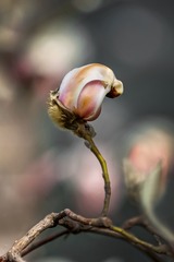 ESS_5744-N-I