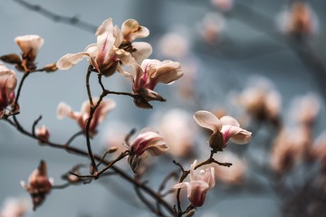 ESS_5747-N-I