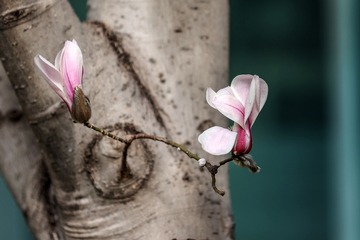 ESS_5758-N-I