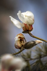 ESS_5761-N-I