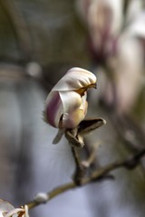 ESS_5905-N-I