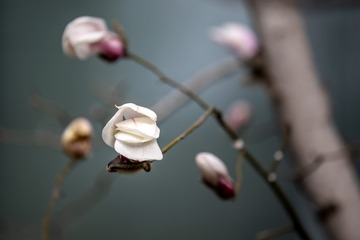 ESS_5910-N-I