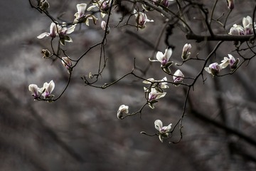 ESS_5960-N-I