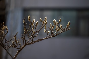 ESS_6105-N-I