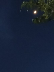 1000007161
