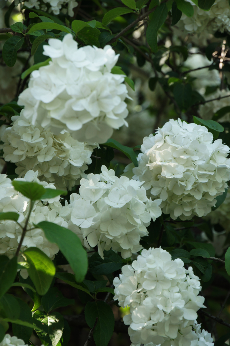 南京清凉山公园绣球花