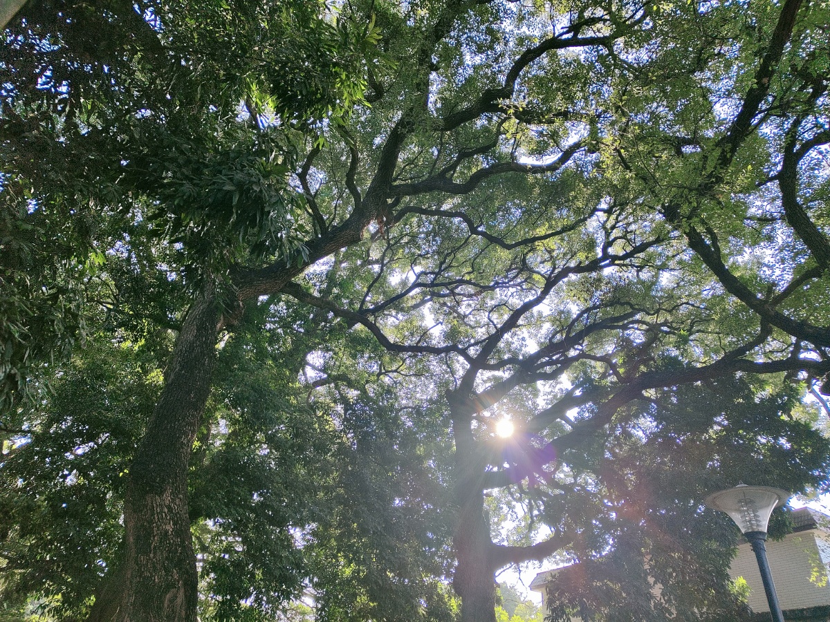 《暖阳筛翠的百年枝桠》 - 山水花韵