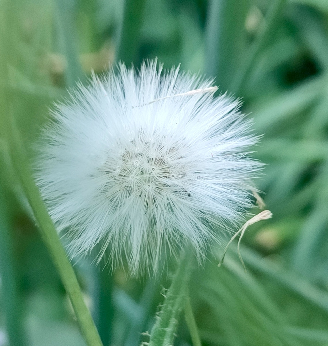 《春日绒球》 - 山水花韵