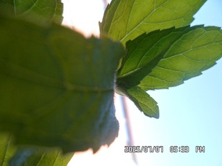 1000015780