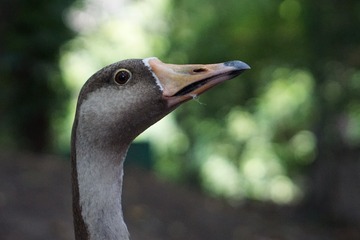 3799