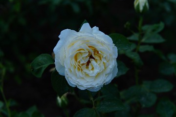 BAA02248