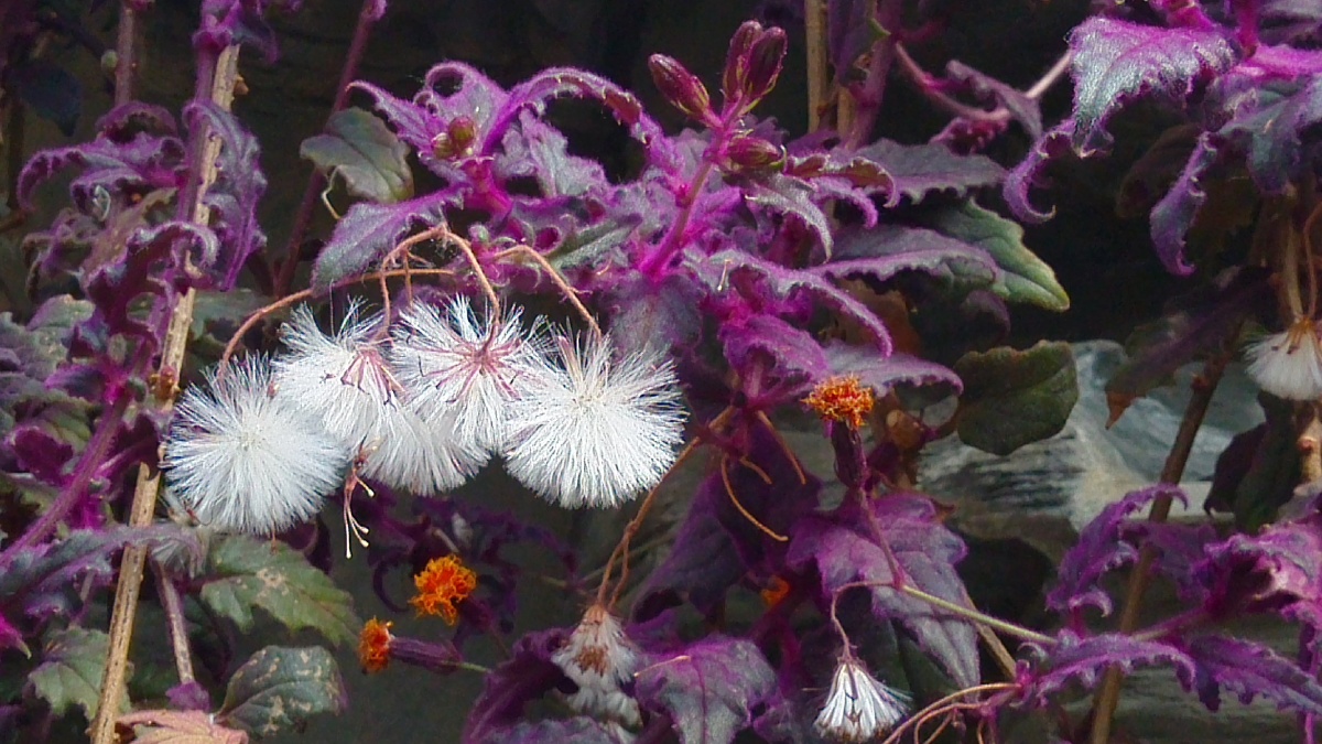 紫鹅绒(天鹅绒三七),菊科.花黄色或橙黄色,有异味.