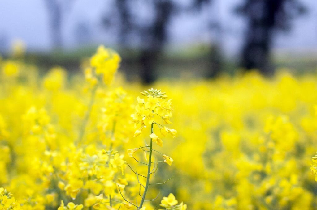 油菜花<br />
