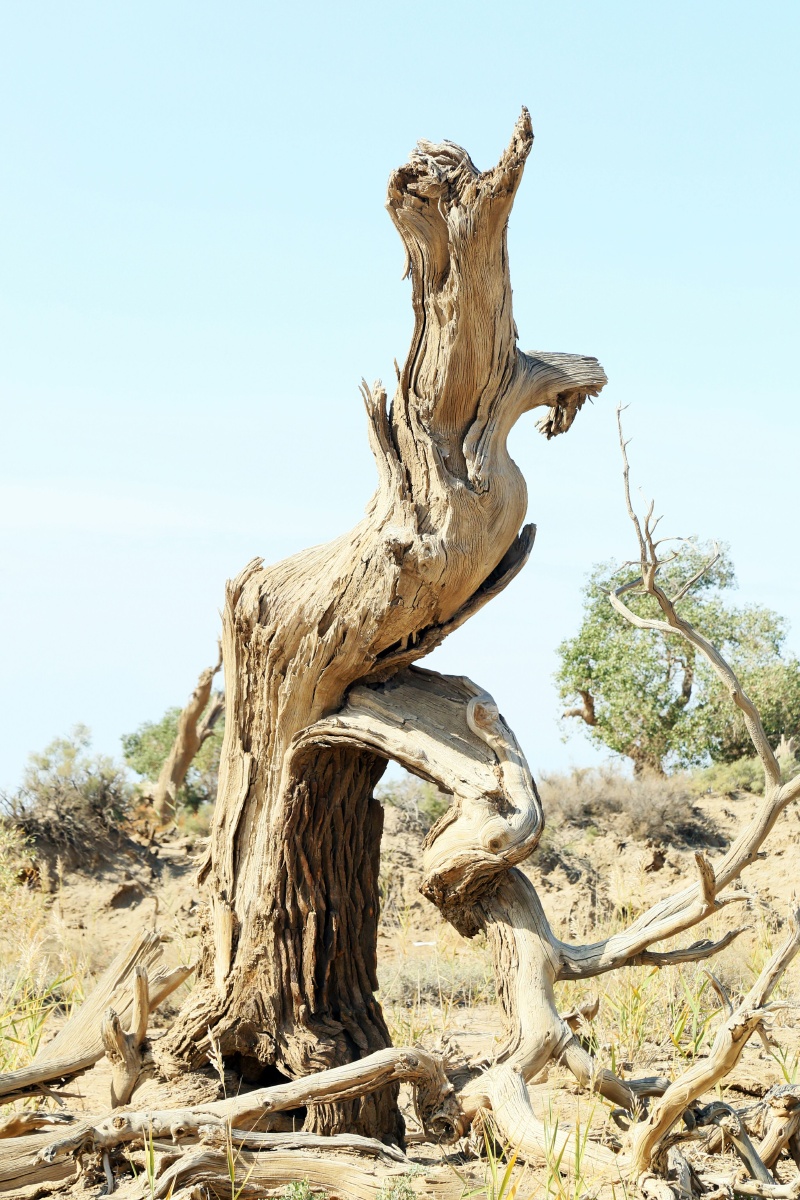 胡杨树抗旱耐寒能力极强,被描述为千年不死,死后千年不倒,倒后千年不