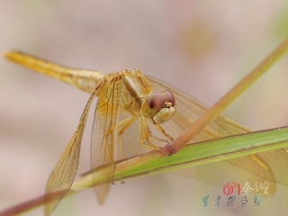 edit nEO_IMG_憩521