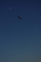 1000008175