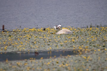 913