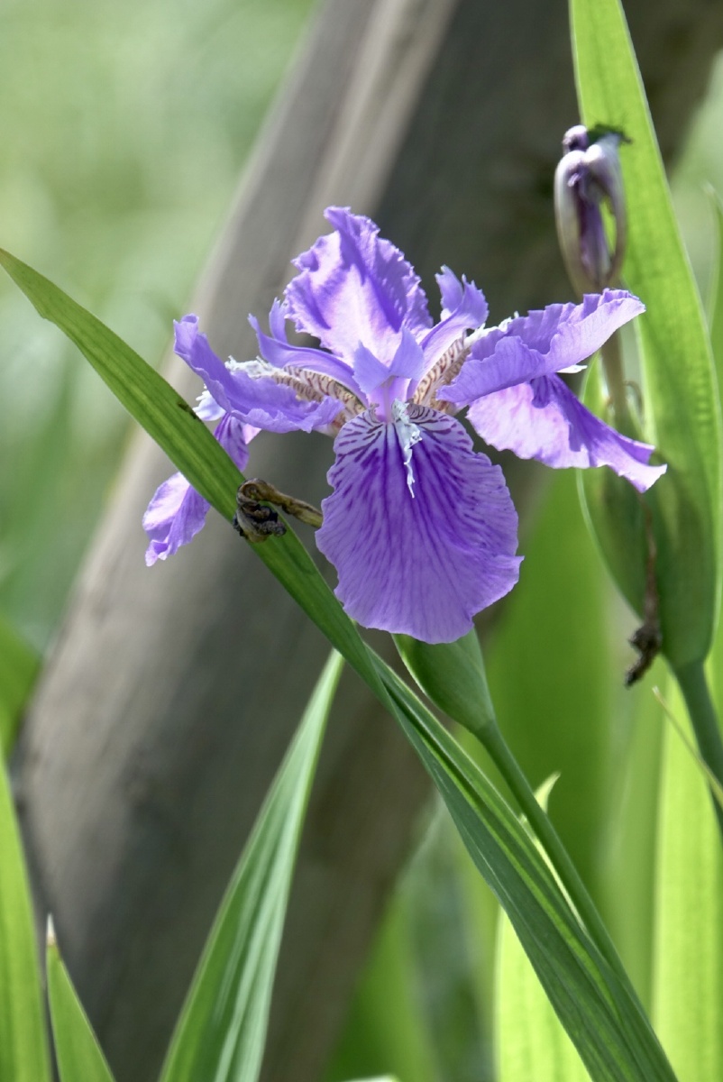 紫鸢花姿春天的午后阳光倾泻鸢尾起舞每一朵花以最美的姿态向你微笑