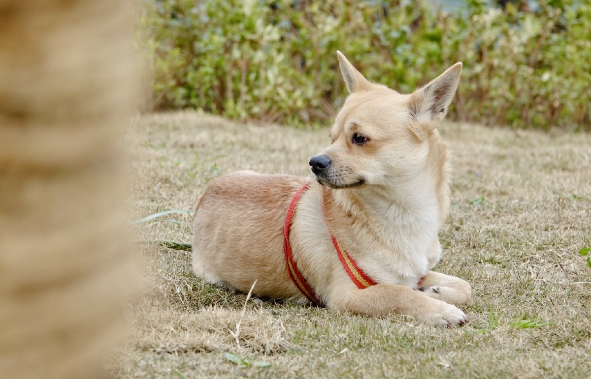 晒太阳的狗狗 - 形摄无疆 - 图虫