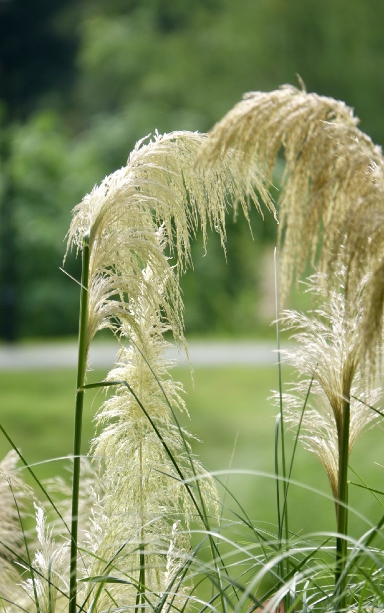 蒹葭苍苍白露为霜