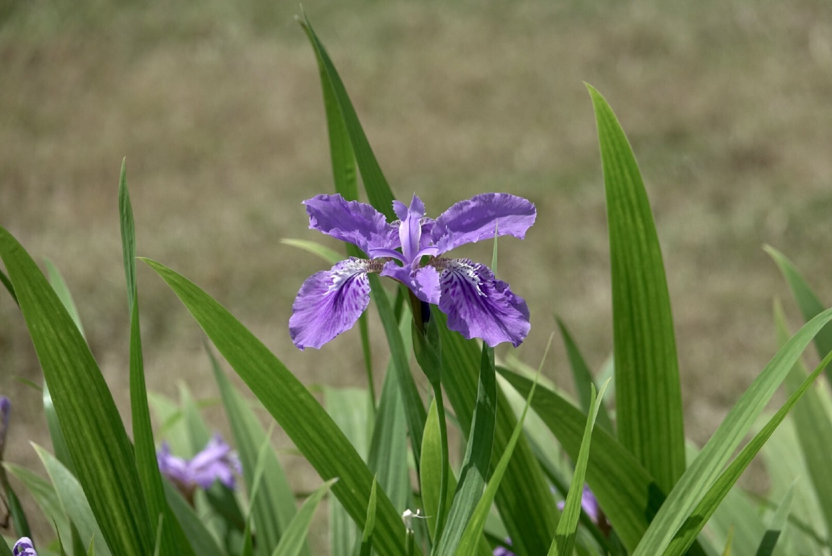紫鸢花姿春天的午后阳光倾泻鸢尾起舞每一朵花以最美的姿态向你微笑