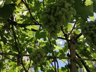 IMG_20250730_104155