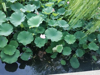 IMG_20250731_173508