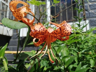 IMG_20250730_103755