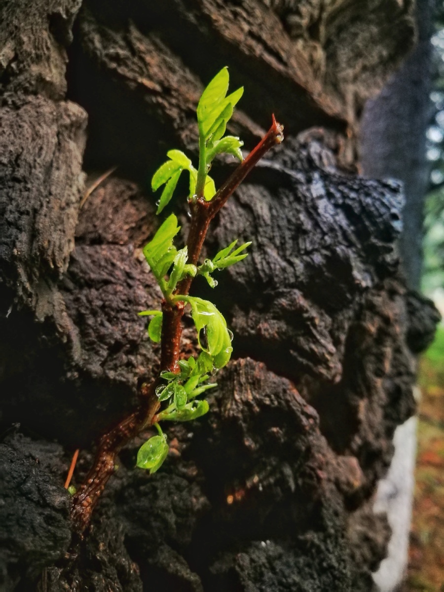 雨中,看枯木逢春 - naga⁵¹¹ - 图虫网 - 优质摄影师交流社区