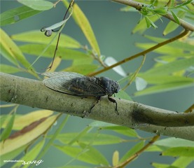 DSC07601_